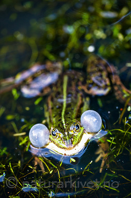 BB 15 0546 / Pelophylax esculentus / Hybridfrosk